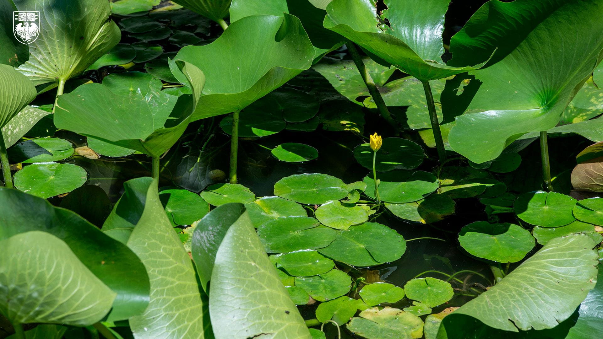 Green lily pads floating on pond water with a yellow flower in bloom