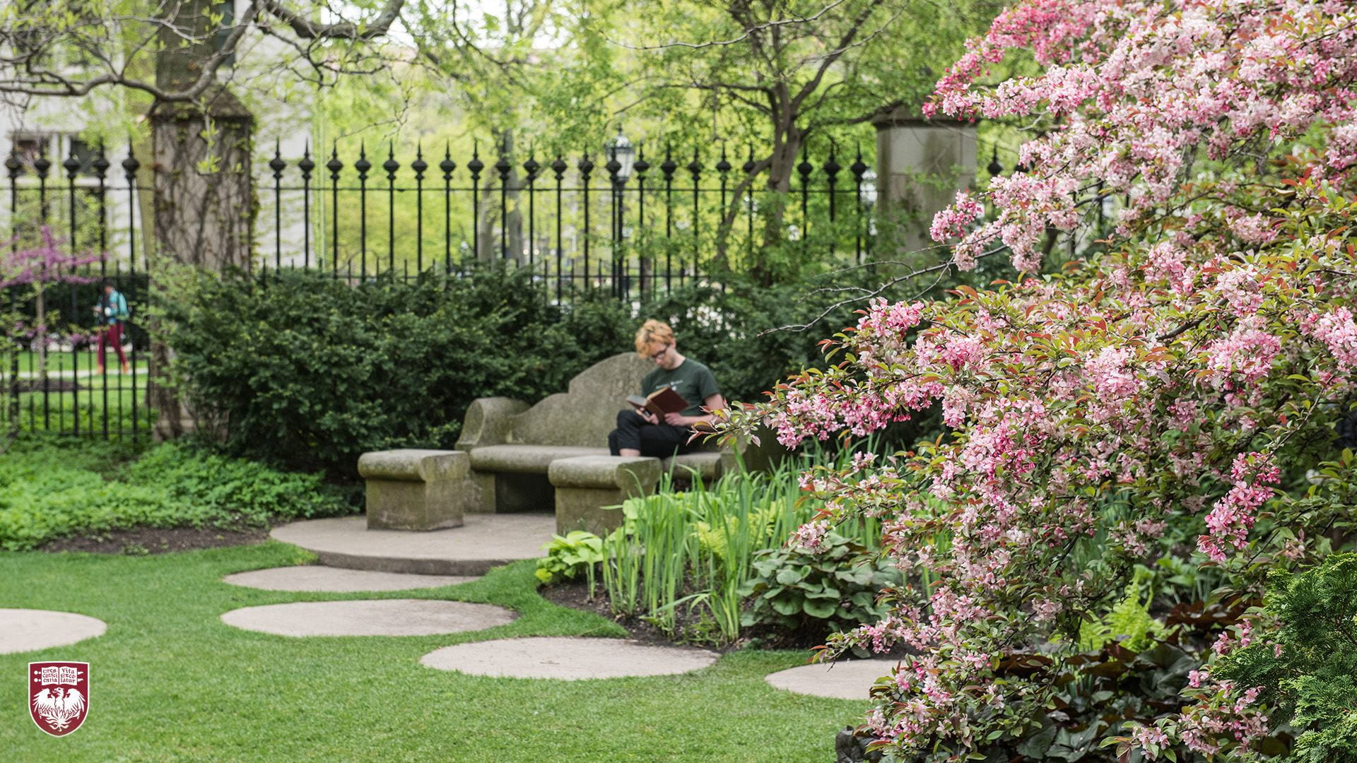 Student reading on a stone bench in a garden with pink blooms on a bush in the foreground