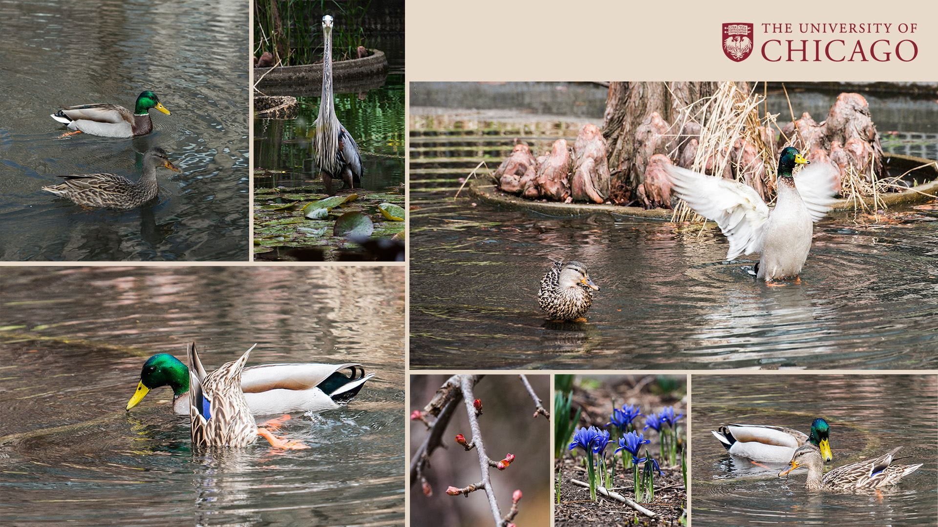 Collage of ducks, other birds, and flowers by the pond