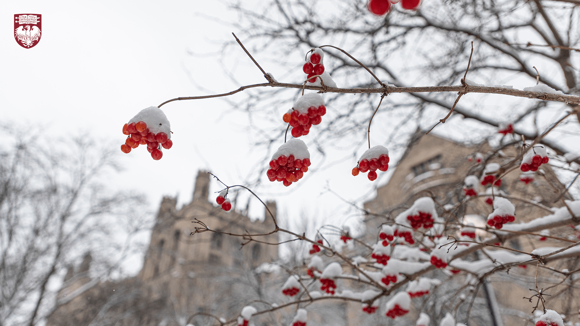 Snow on clusters of red berries hanging from tree branches