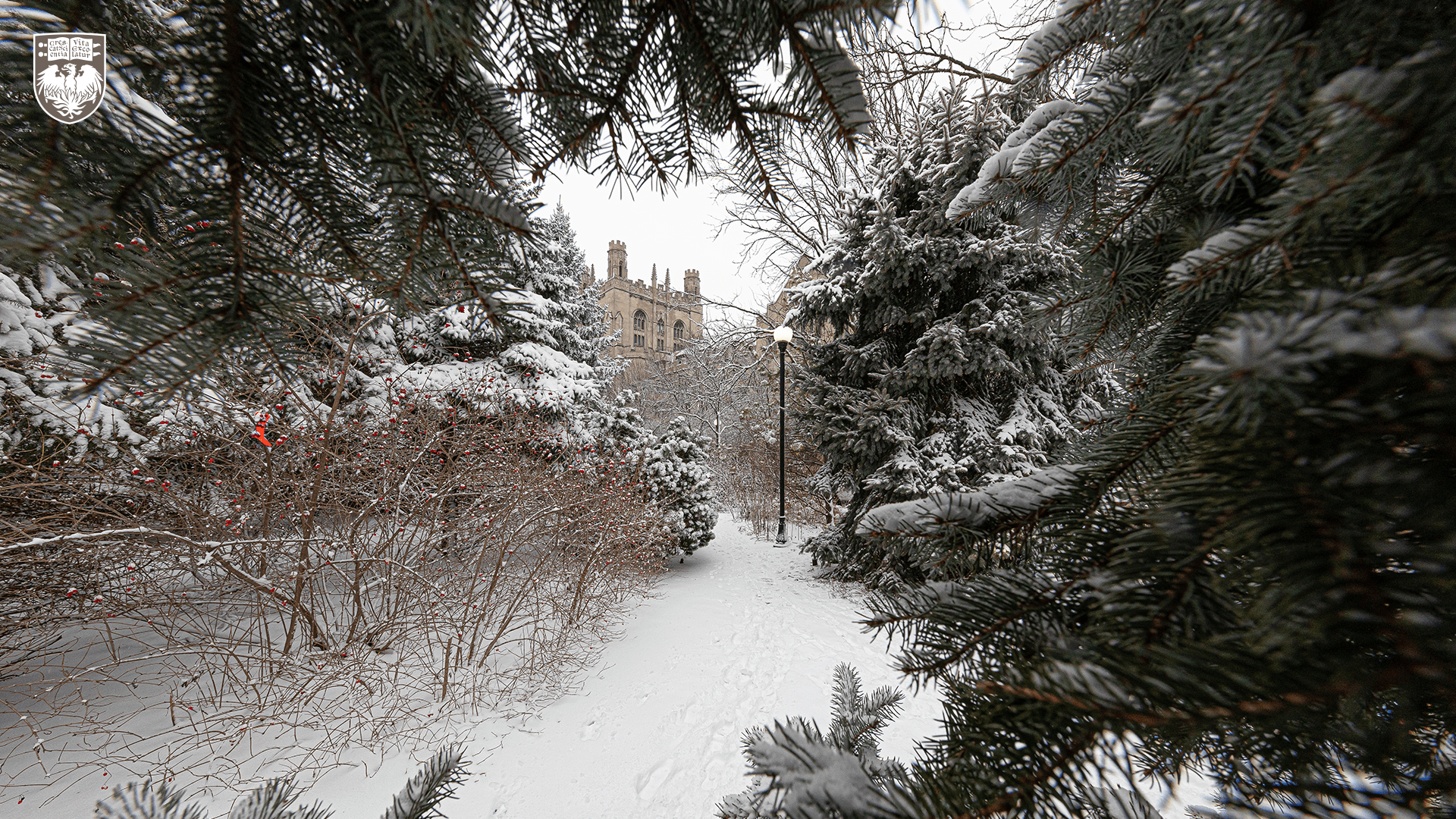 Snowy walkway and pine trees flanking the path