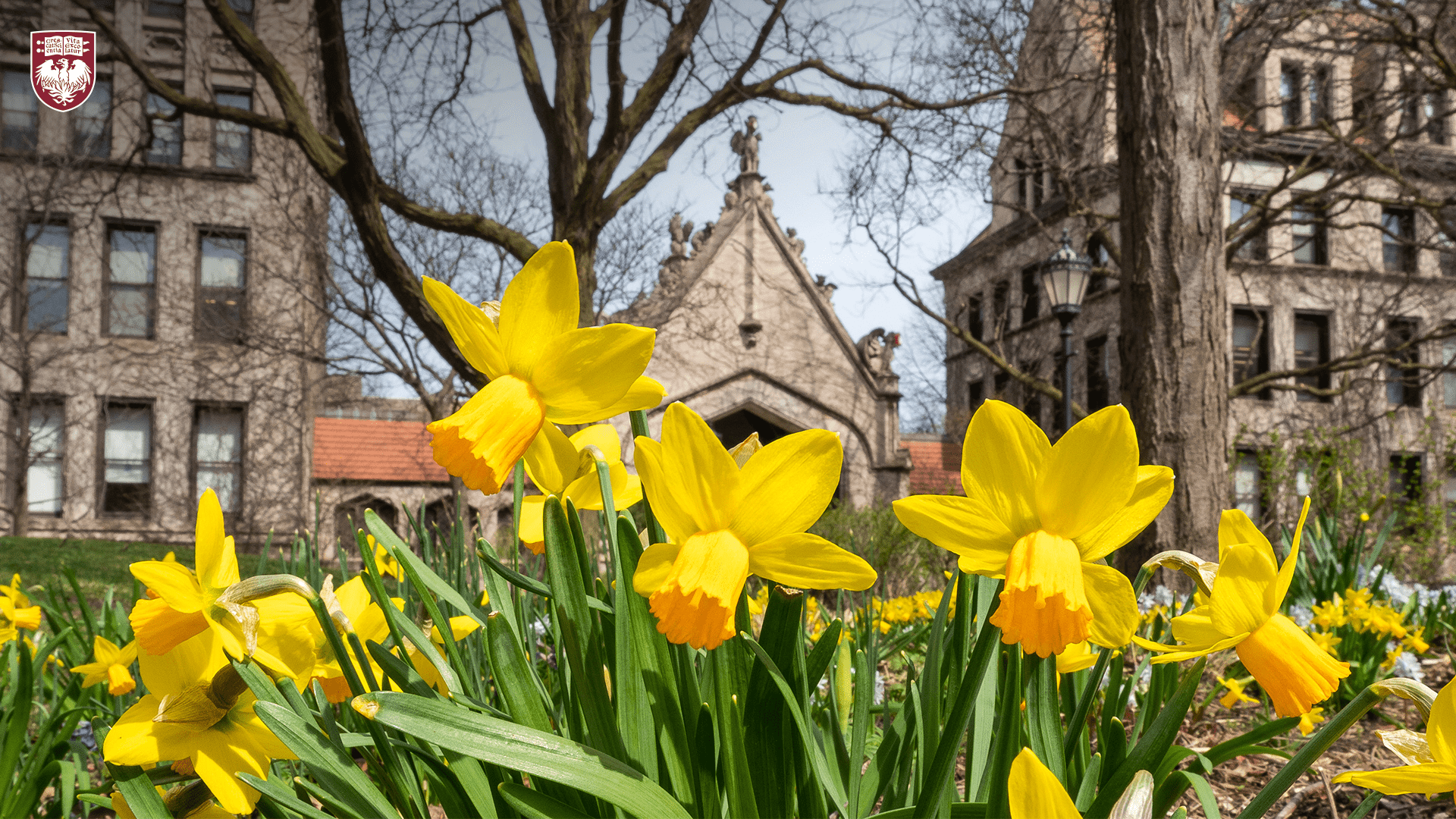 Yellow daffodil blooms with a Gothic arch entrance to the main quad in the background