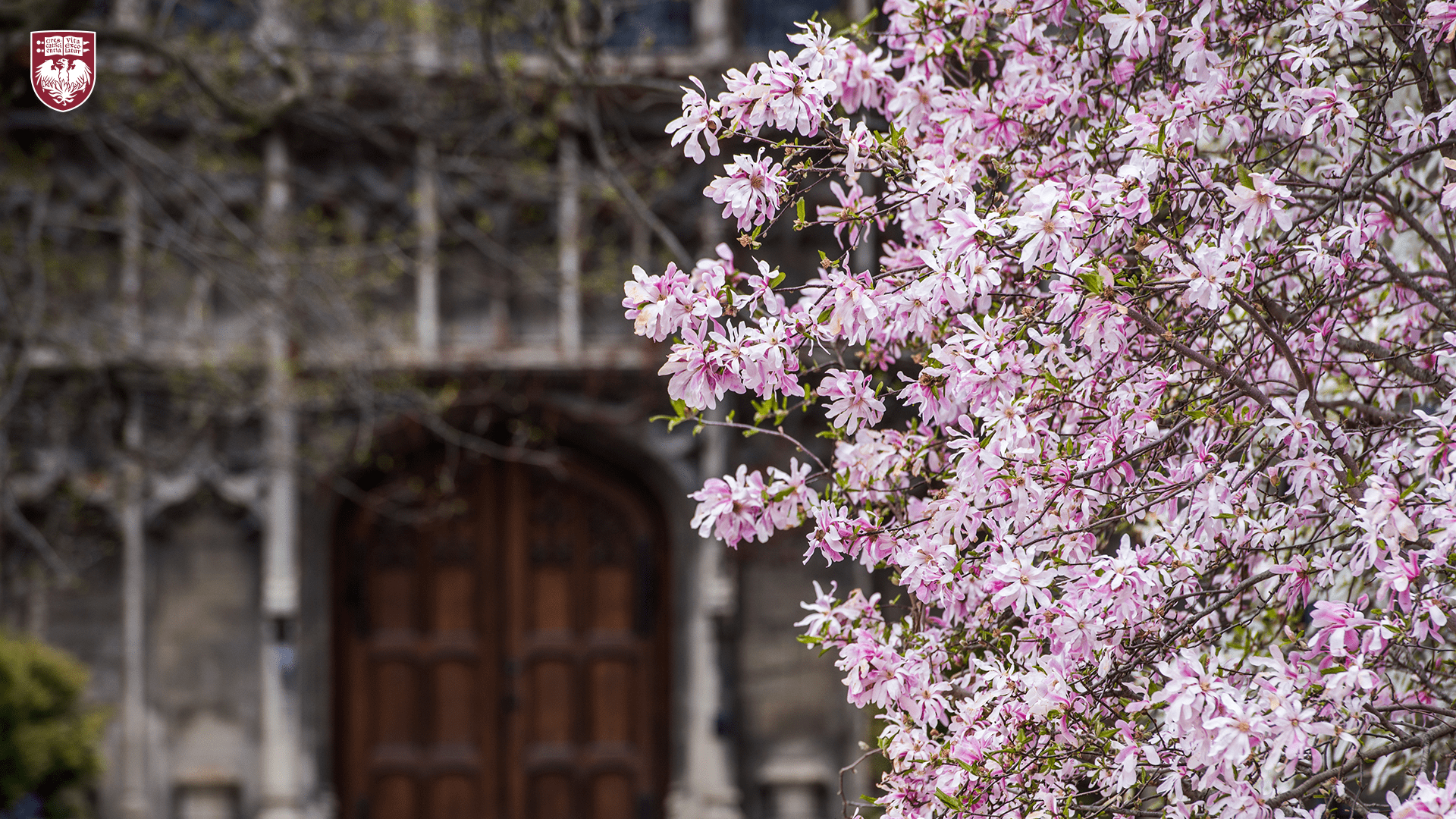 Pink flowers on tree branches with a gothic stone building and wooden door in the background