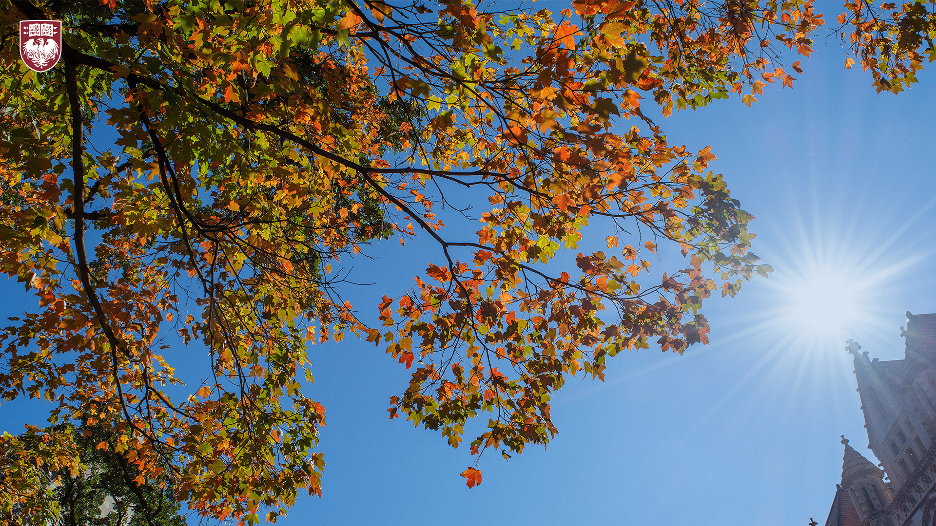 Looking up at a tree branch with red, green, and orange leaves on a bright sunny day