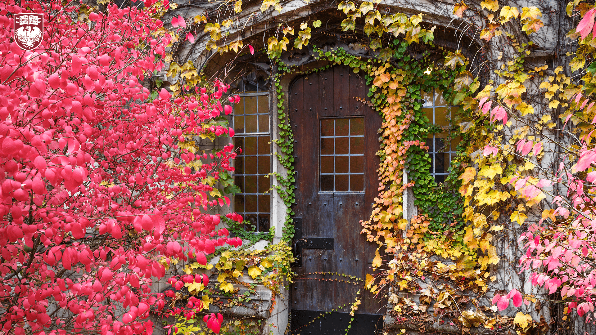Vintage wood door surrounded by yellow, green, and red ivy leaves and vines