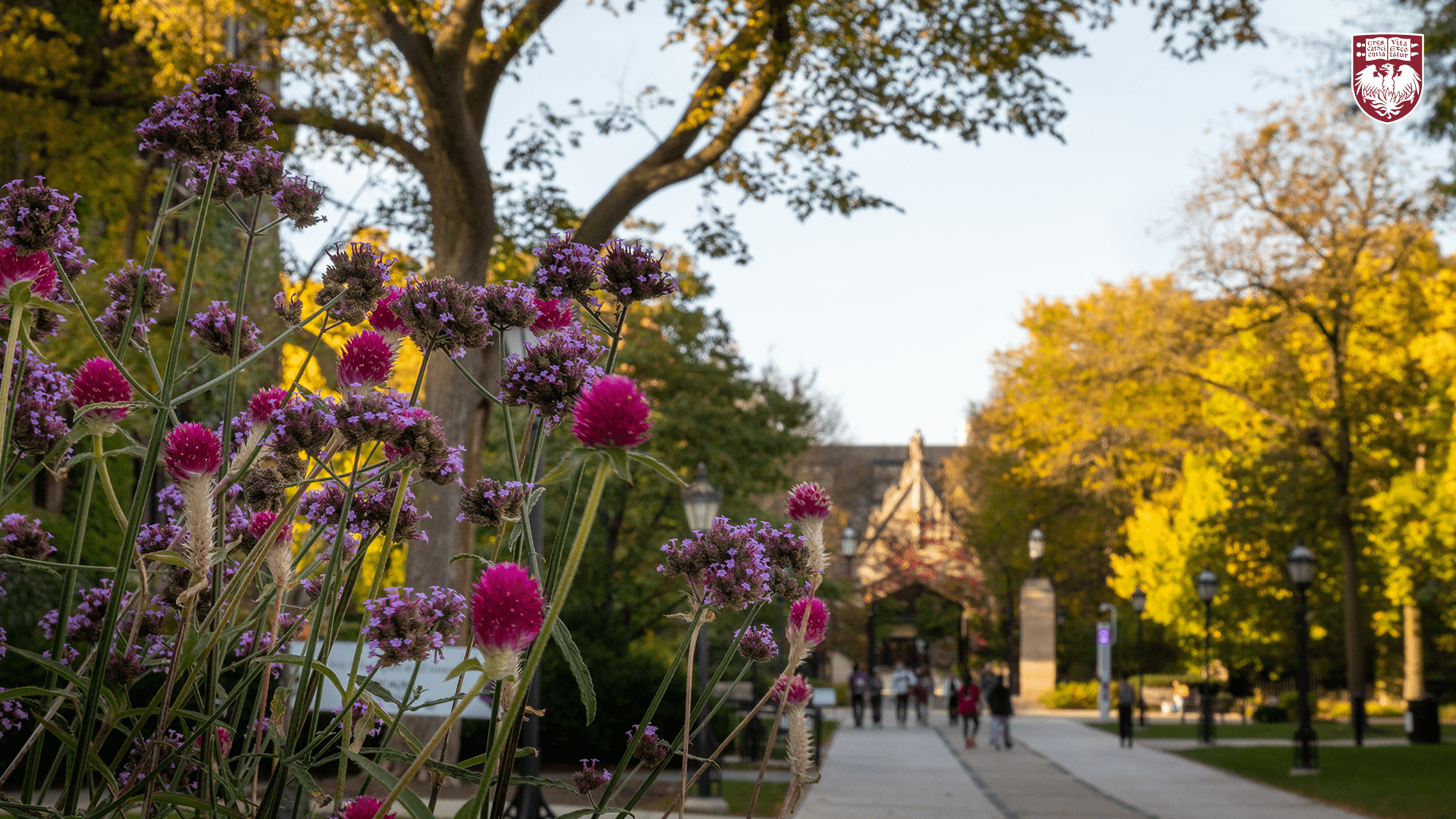 Dark pink and purple floral blooms along a quad walkway in godlen light
