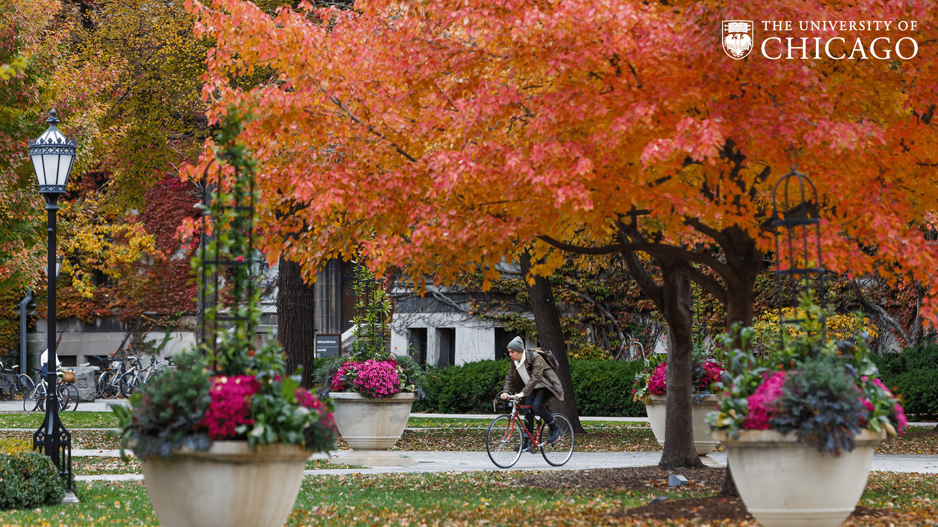 Person biking through the quad with trees with red leaves in the foreground