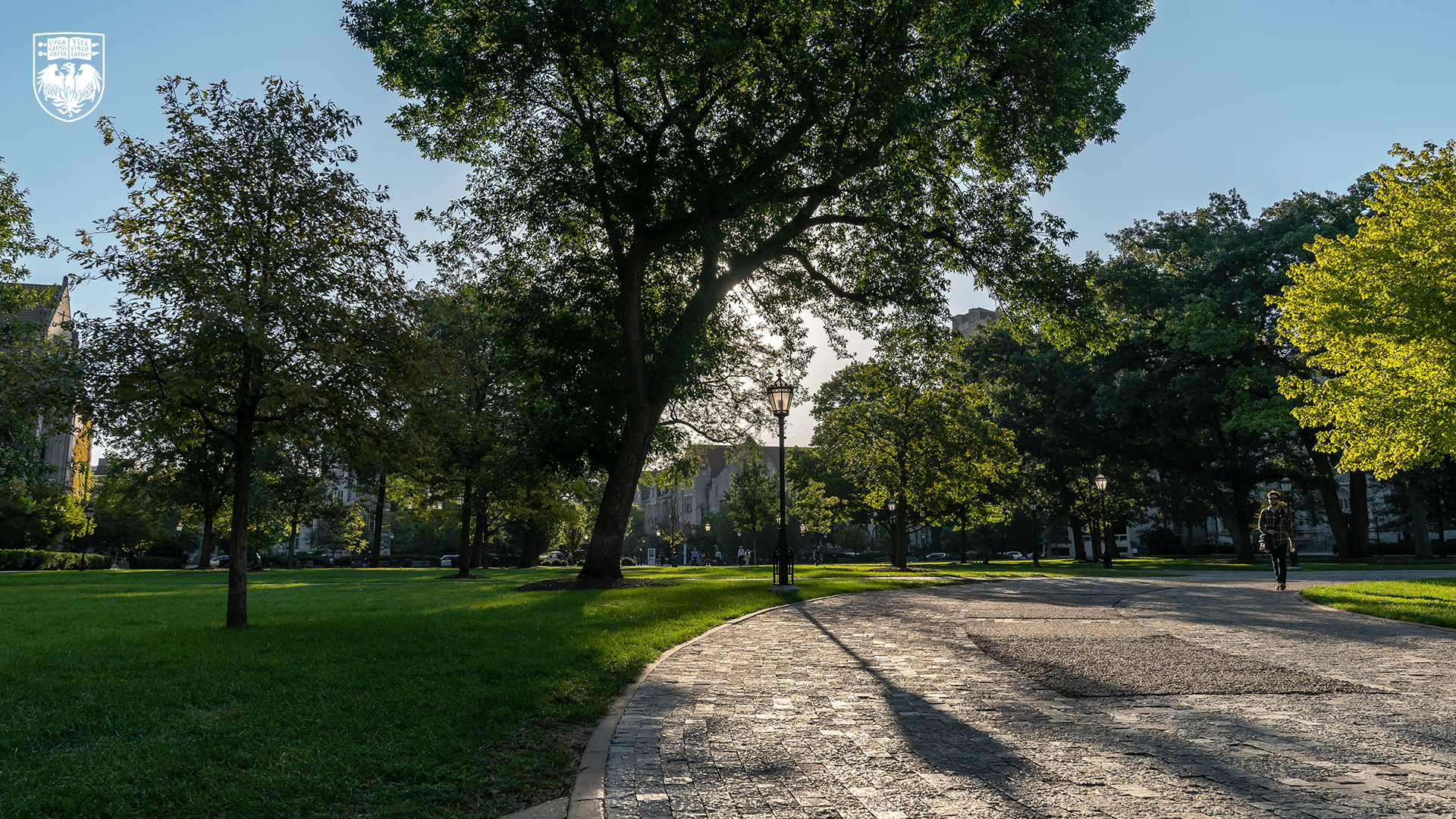 Dark green trees on the quad in afternoon light with shadows in the foreground