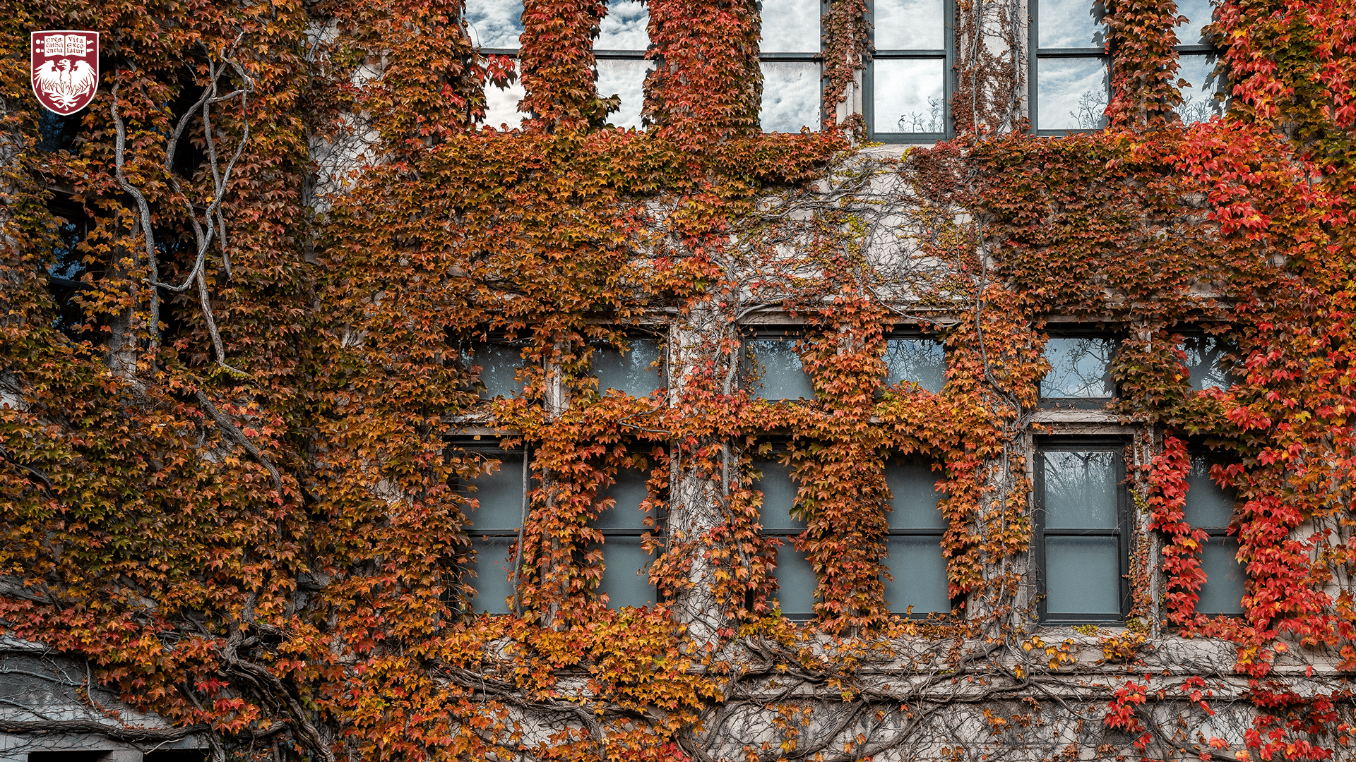 Building exterior windows surrounded by red ivy