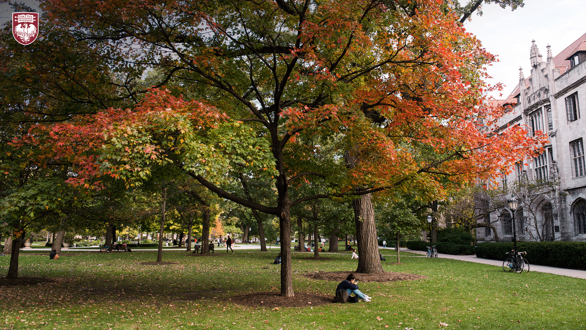 Person sitting on the grass underneath a tree with leaves changing from green to red