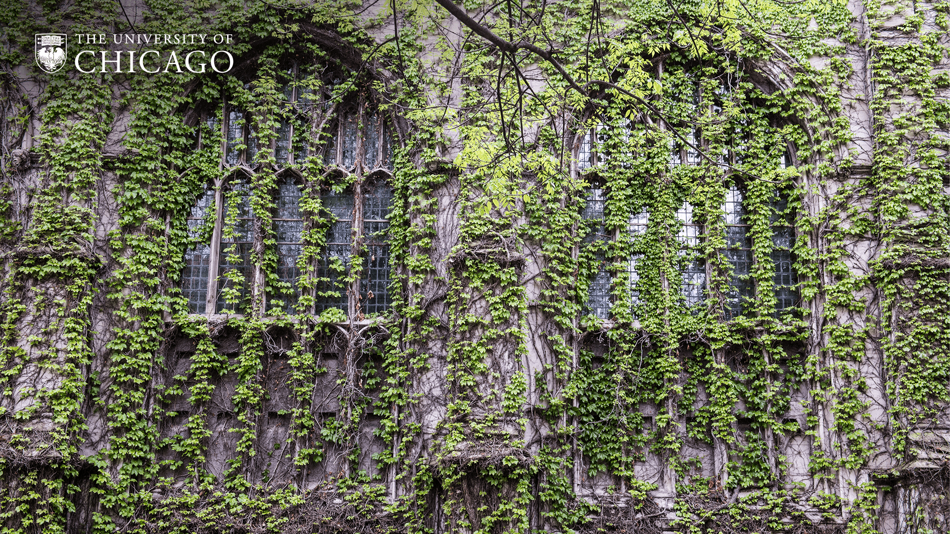 Gothic arched windows covered in ivy
