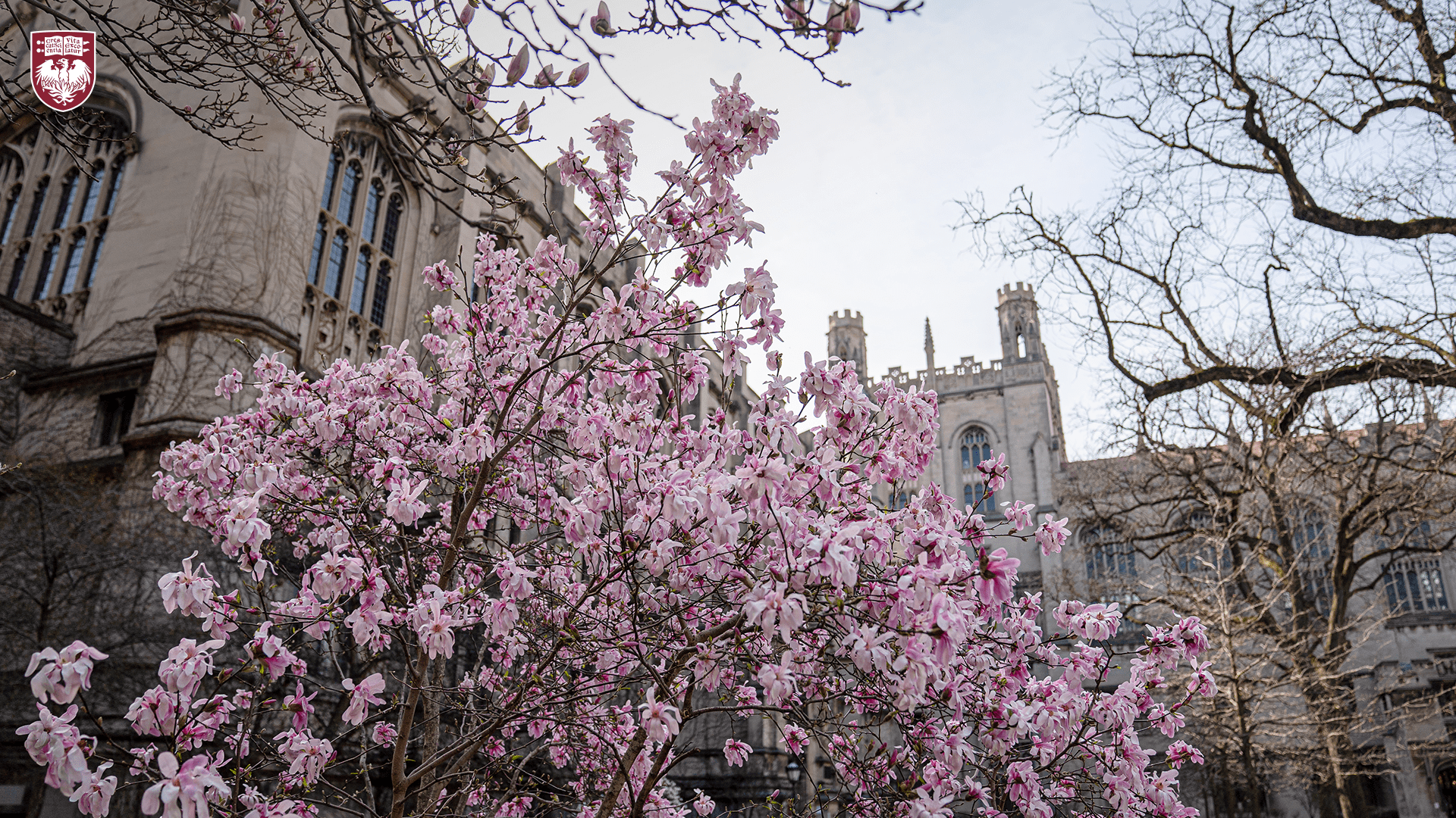 Pink flower blossoms on tree branches with a gothic stone building in the background