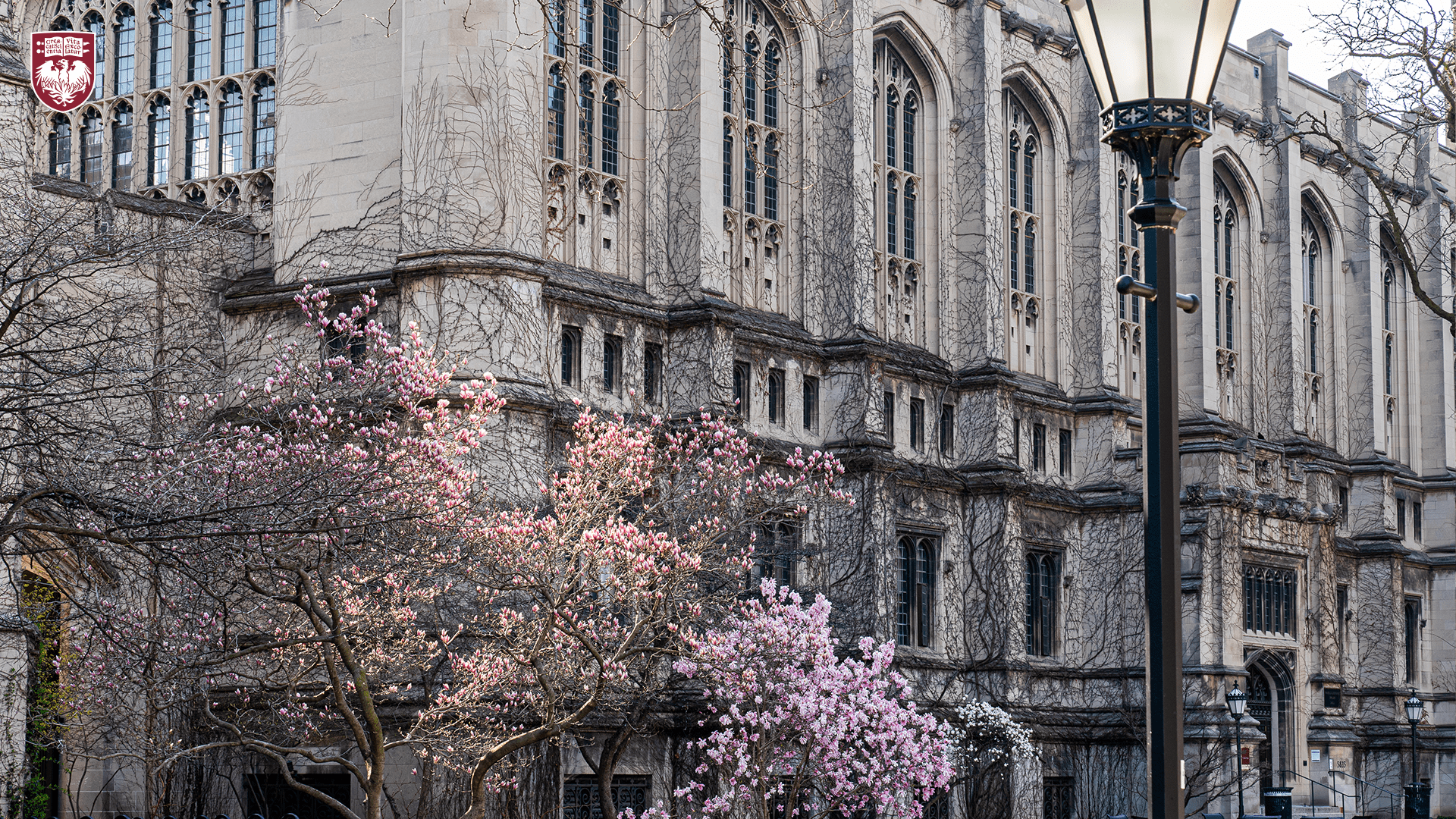 Trees with pink blooms in front of gothic architecture