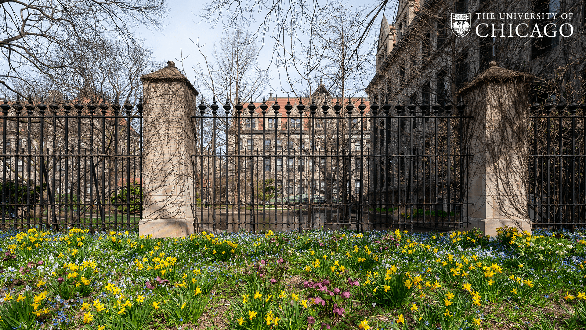Blooming flower bed in front of a fence