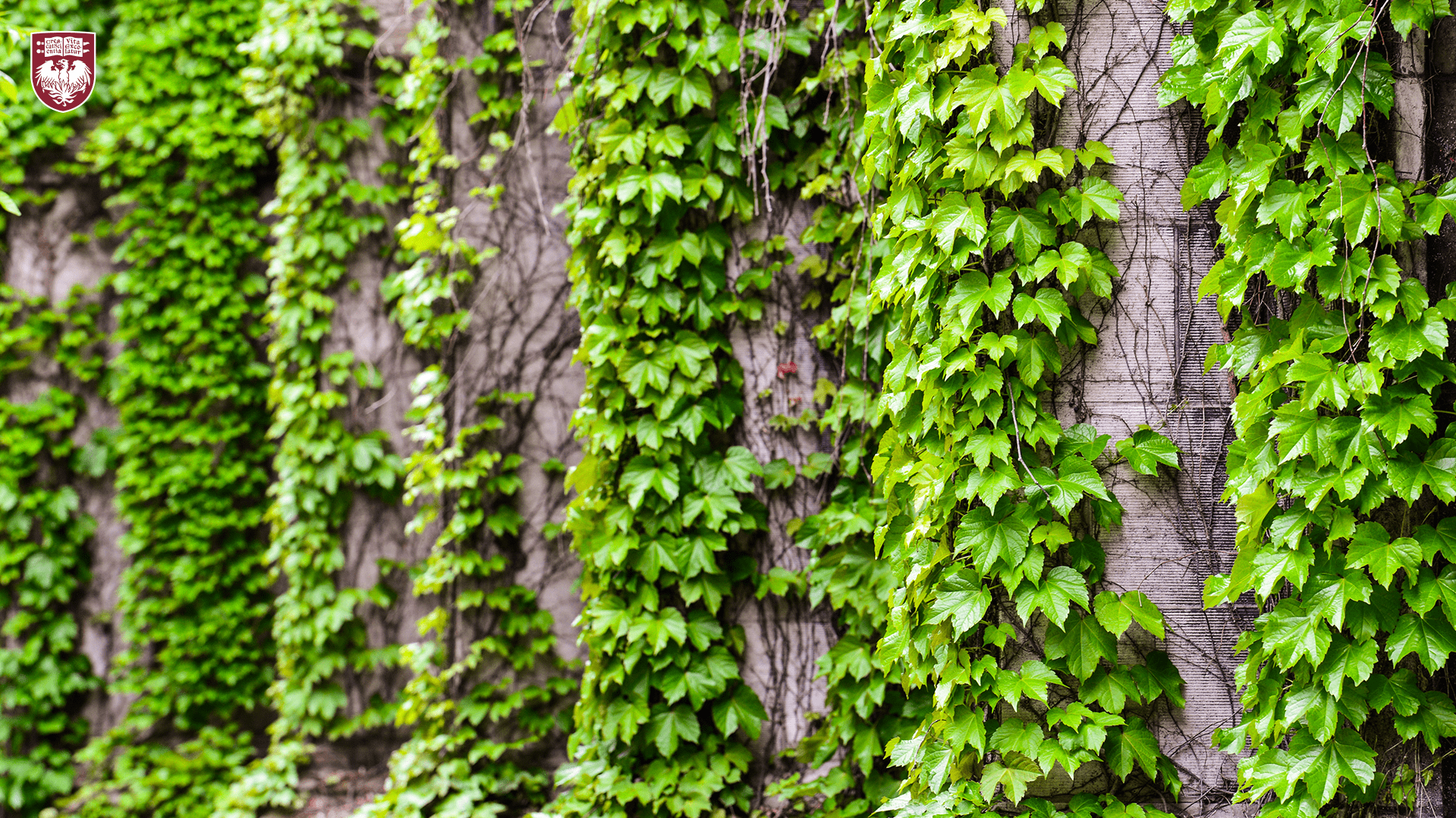 Detail of green ivy growing on a wall
