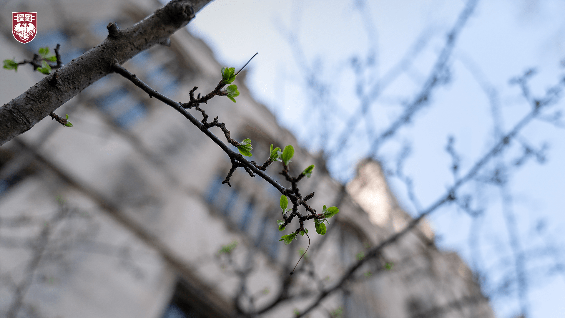 Detailed view of green leaves beginning to bud on brown tree branches