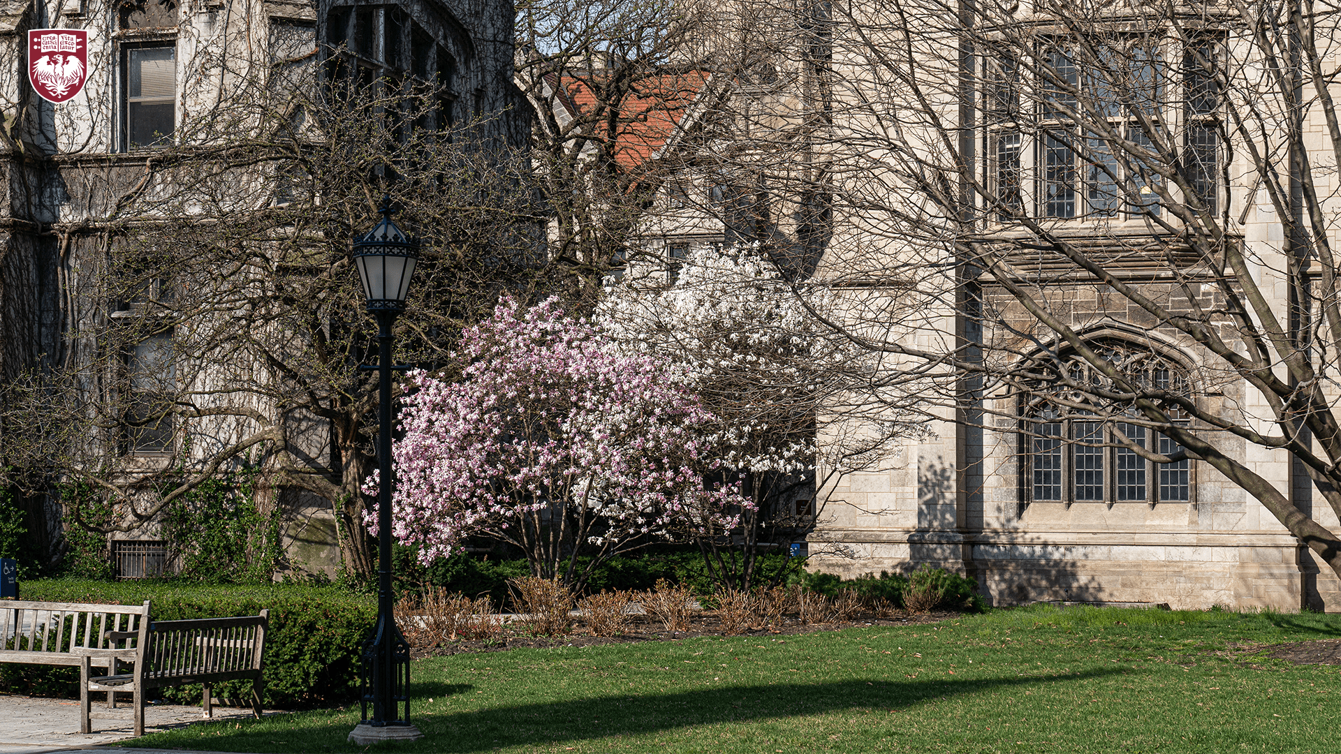 Trees with white and pink blooms on the quad