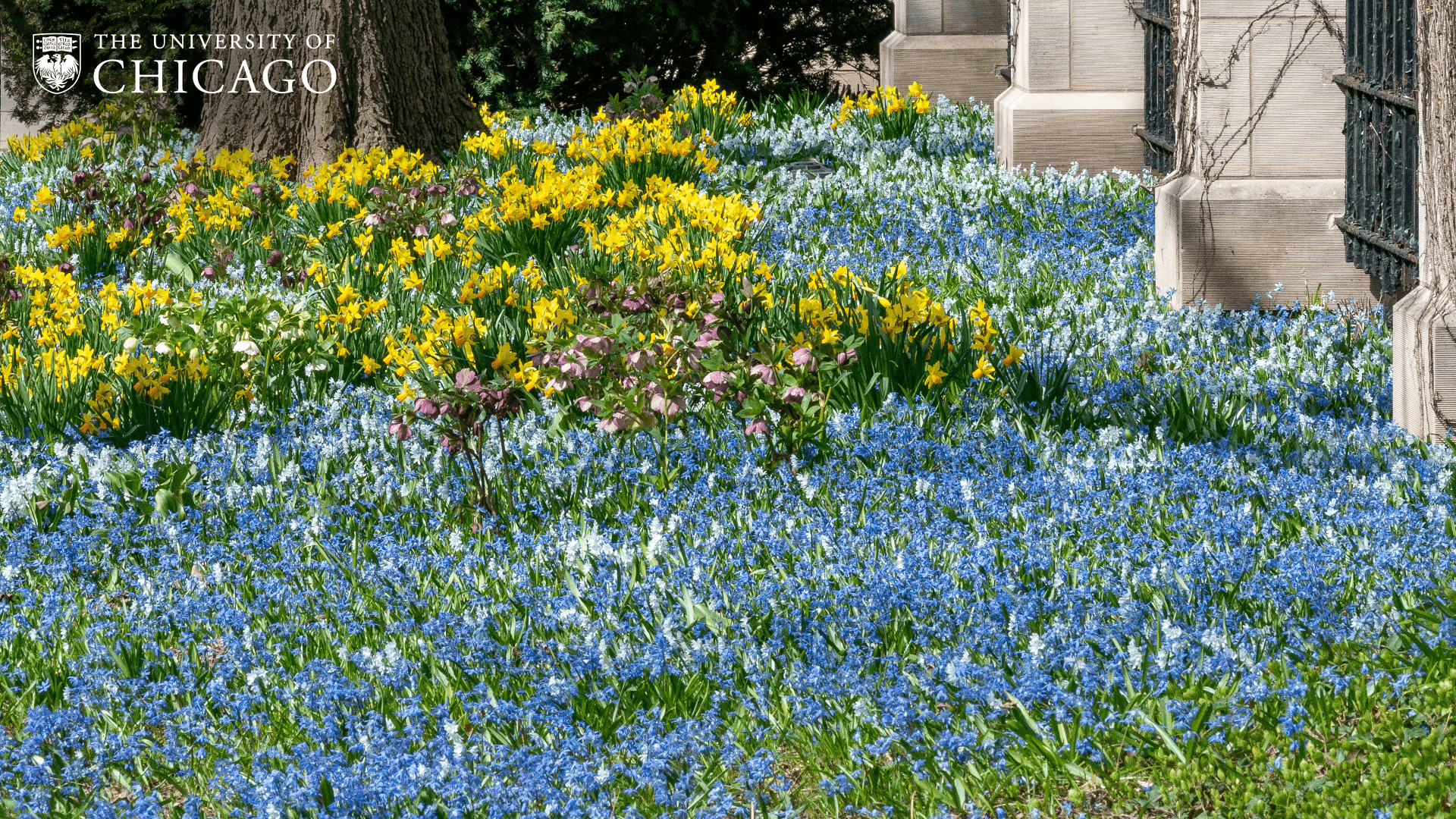 Field of blue and yellow blooming flowers