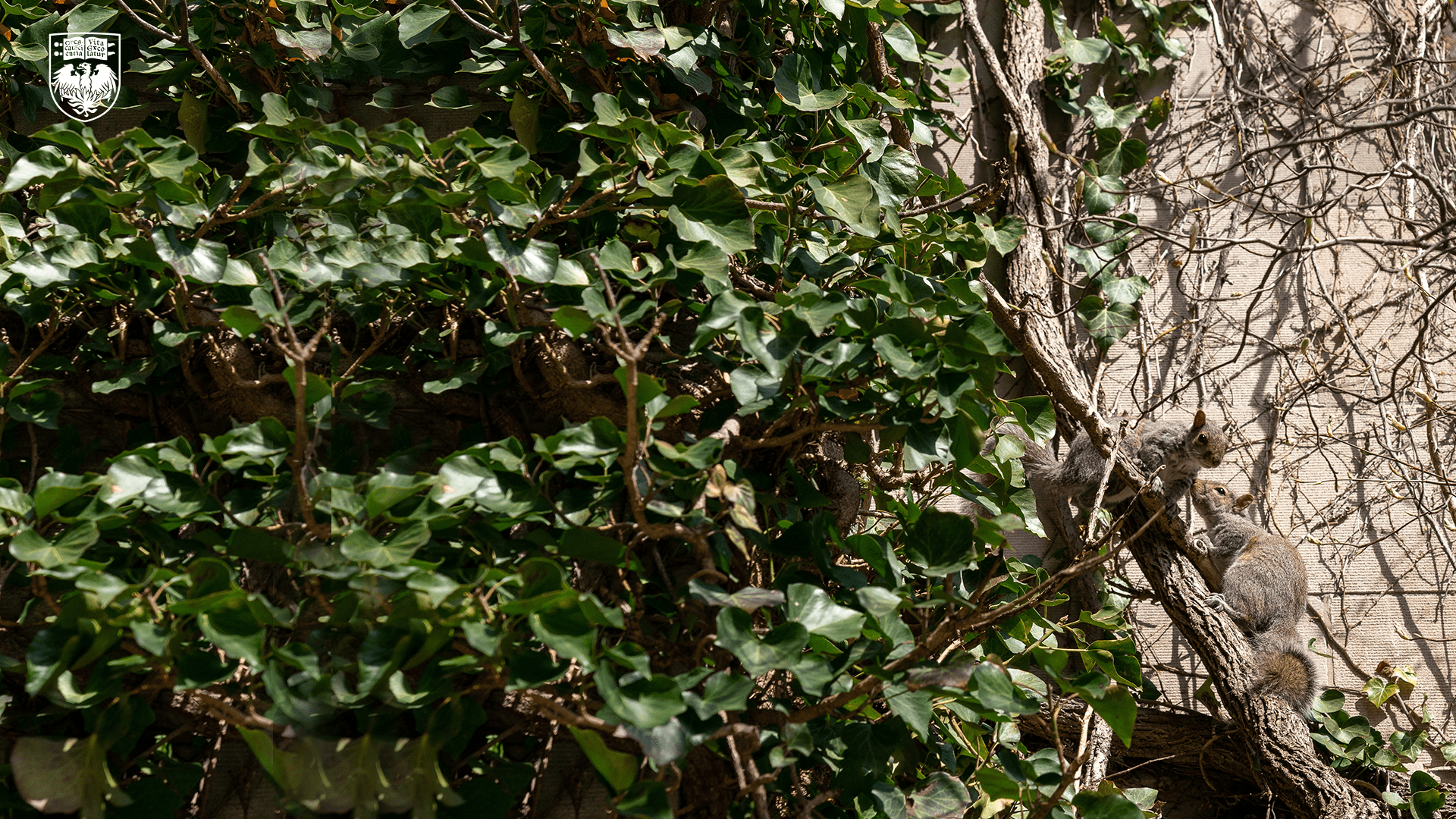 Two squirrels on a tree branch surrounded by green leaves