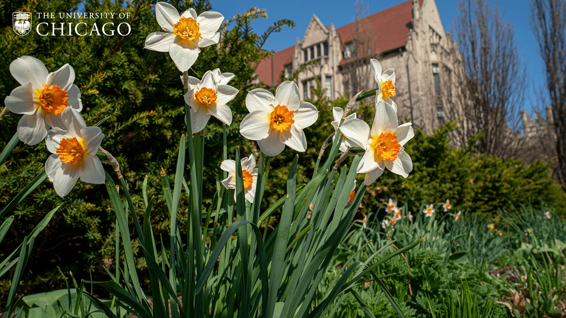 White daffodils against background greenery and gothic architecture