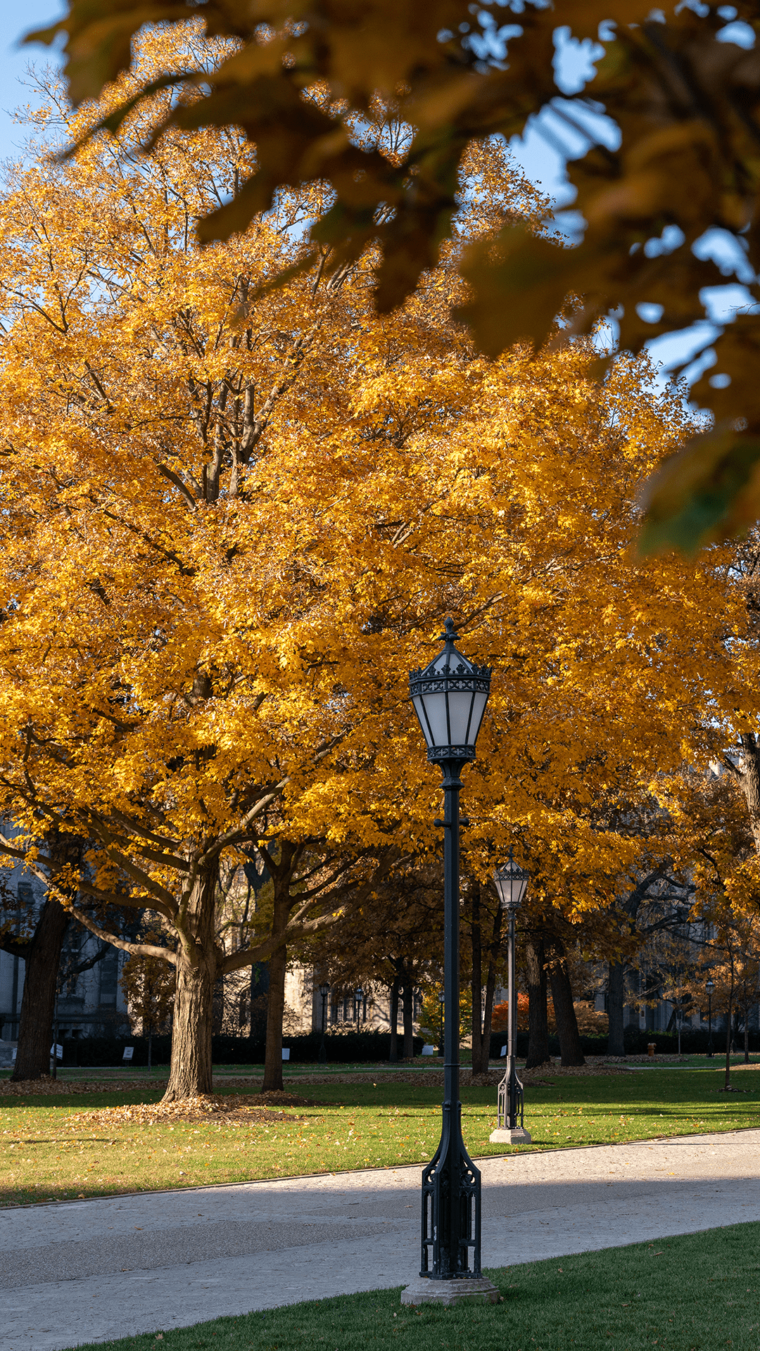 Lamp post on the main quad with golden orange trees in the background