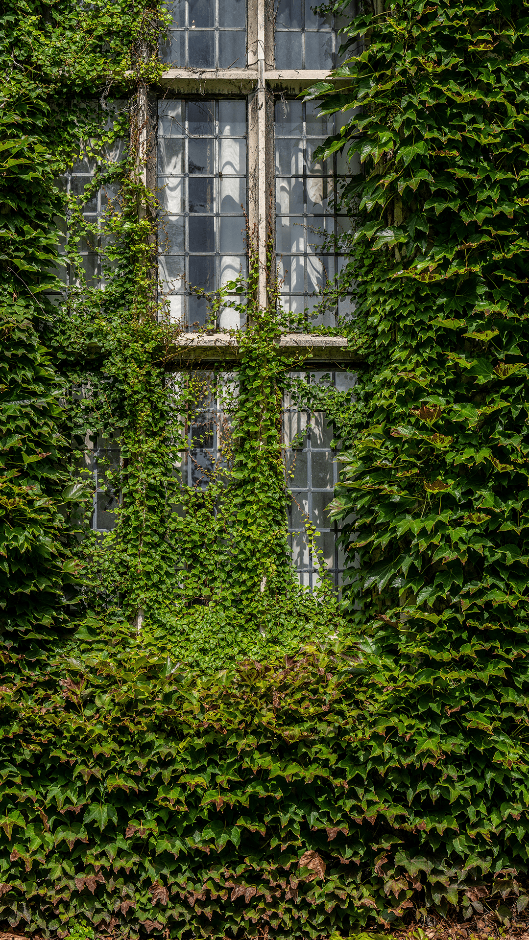 Window pane covered in green ivy