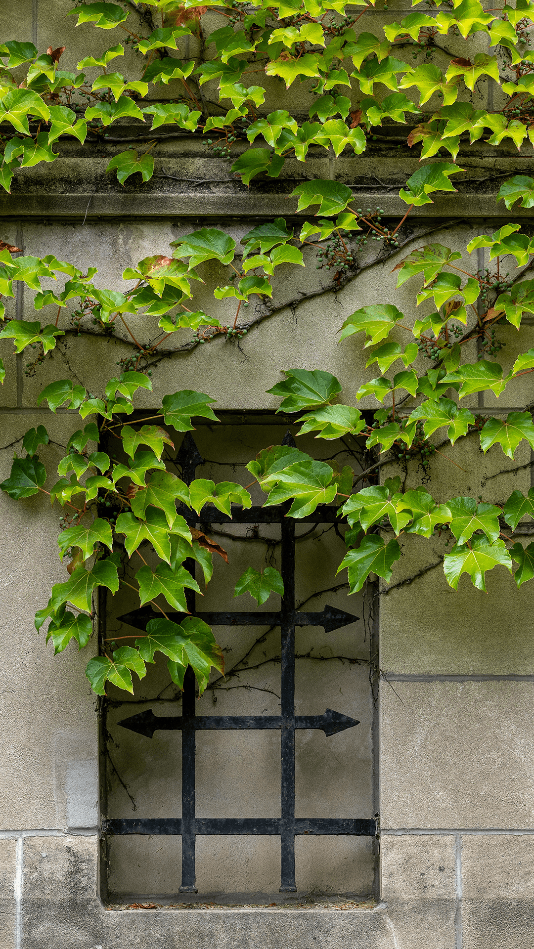 Stone building exterior with iron bars and green ivy vines