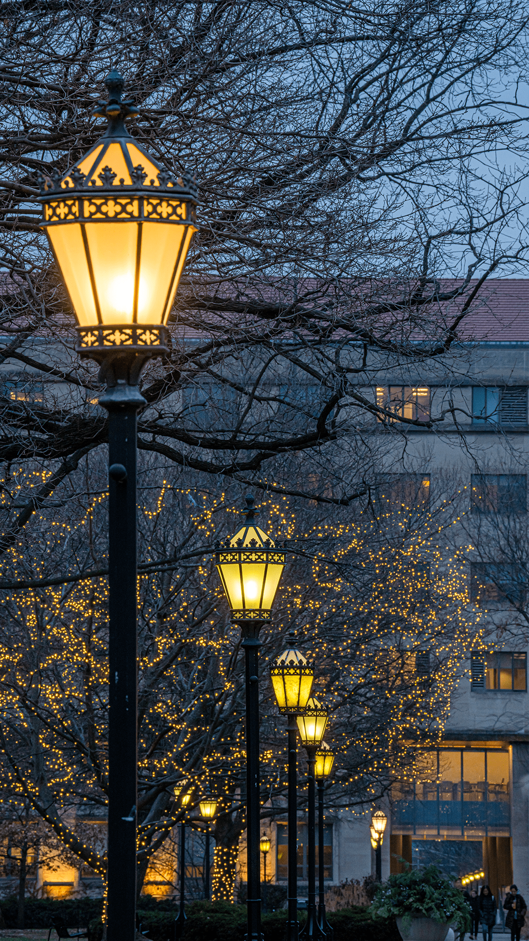 Yellow lamps in Quad at dusk with white holiday lights in the background.