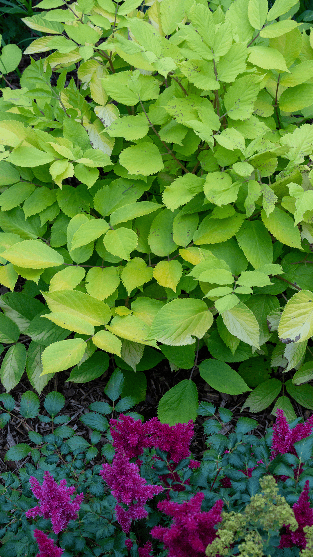 Green Foliage Close Up Mobile