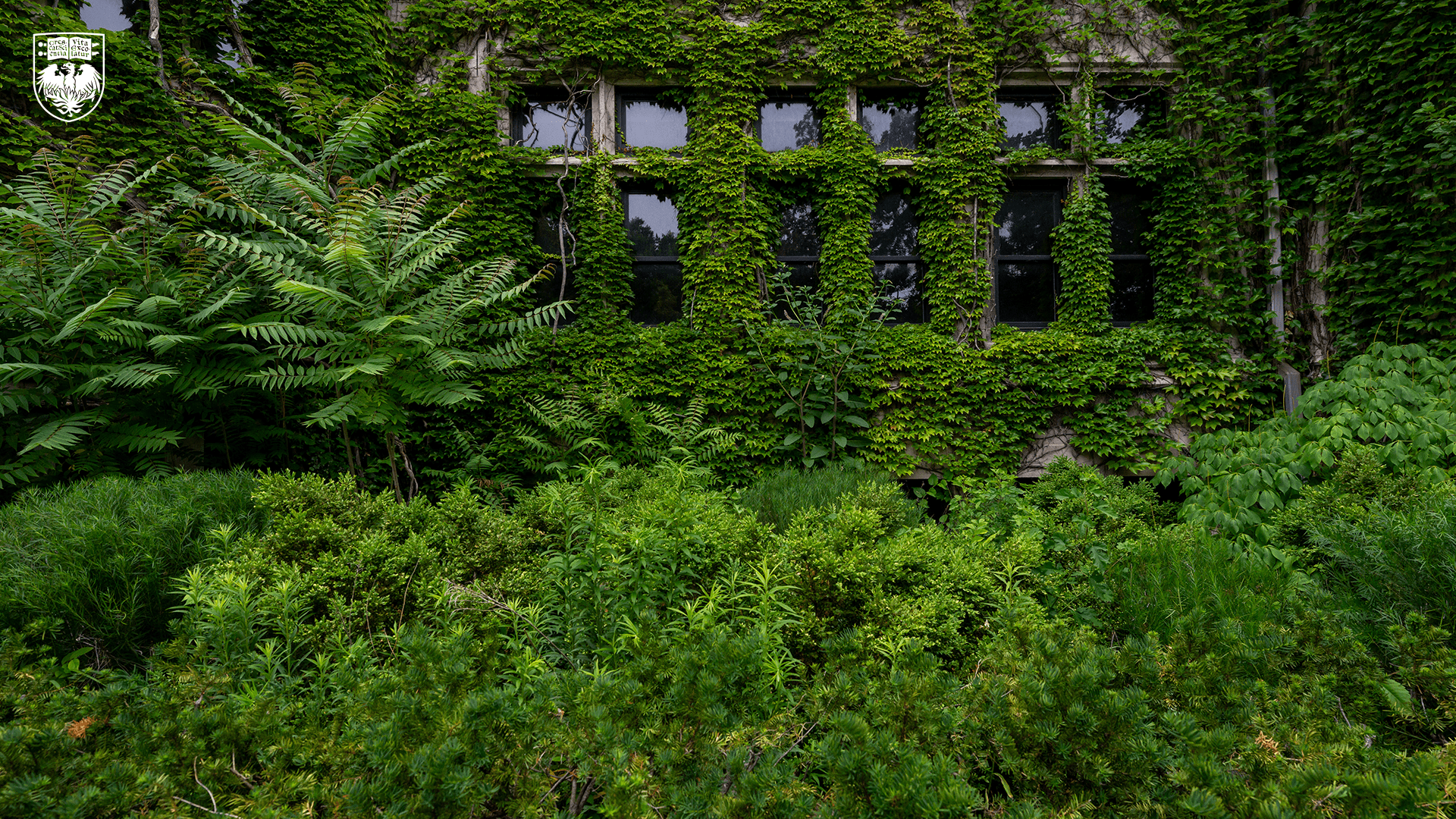 Greenery and Ivy Wide Shot