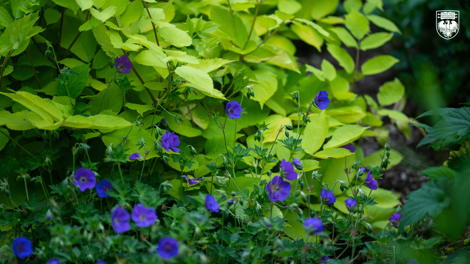 Violet Flowers Close Up
