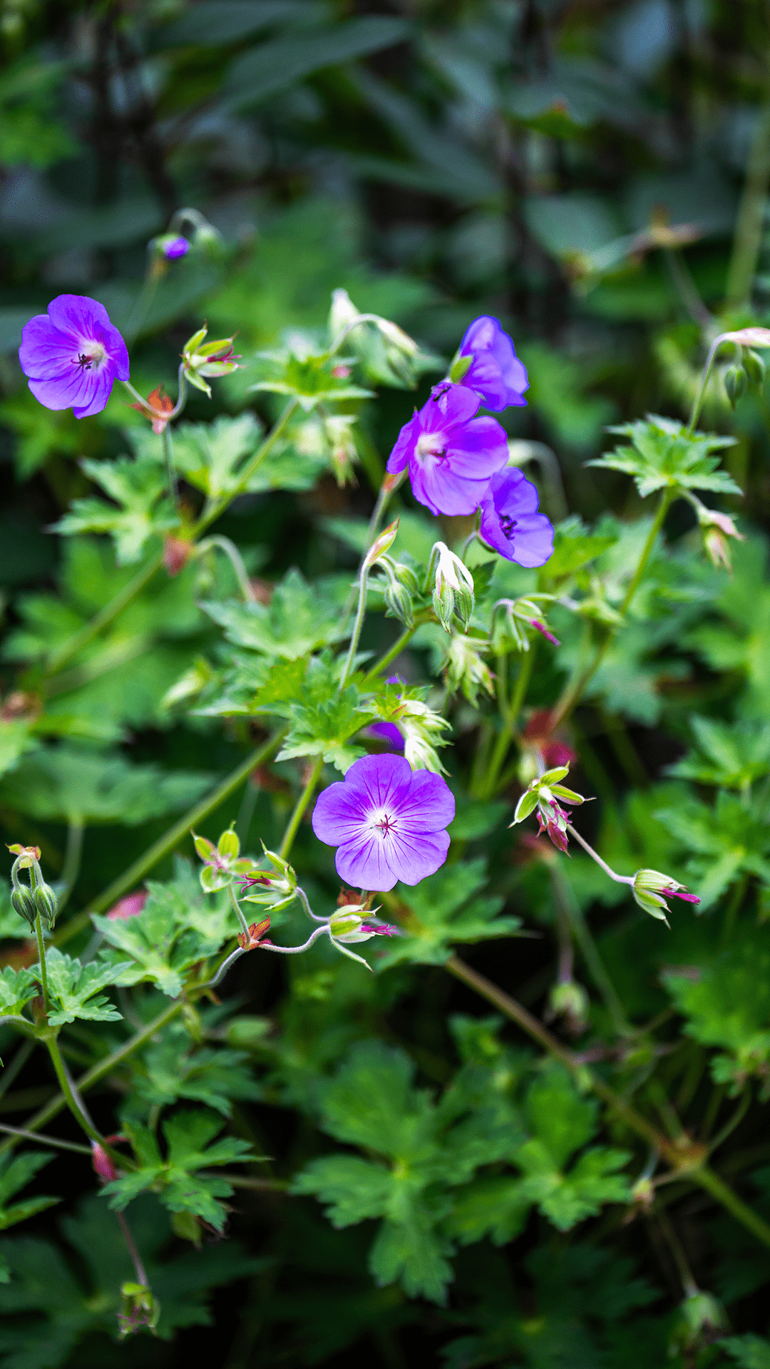 Violet Flowers Mobile